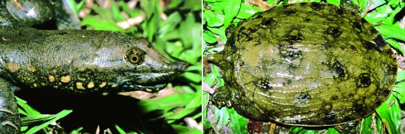 Newly discovered turtle species is facing extinction