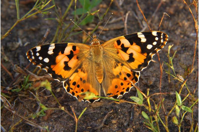 New model predicts Painted Lady butterfly migrations based on breeding sites data