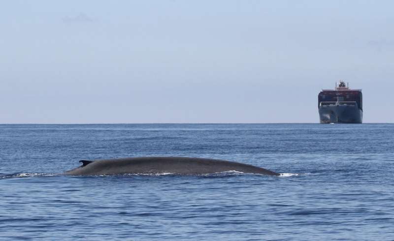New research helps predict locations of blue whales so ships can avoid them