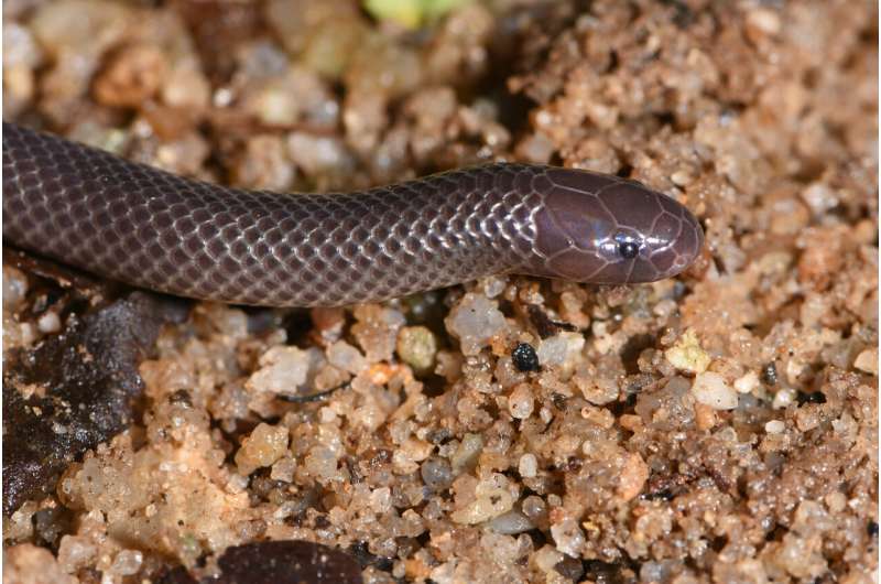 New species of stiletto snake capable of sideways strikes discovered in West Africa