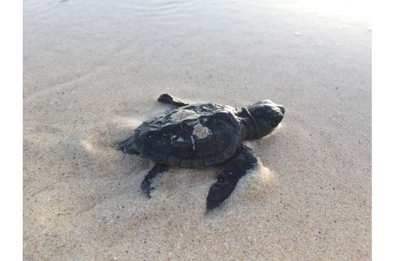 No new males: Climate change threat to Cape Verde turtles