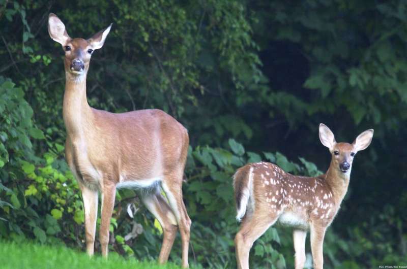 Northeastern deer more susceptible to wasting disease than those to the west