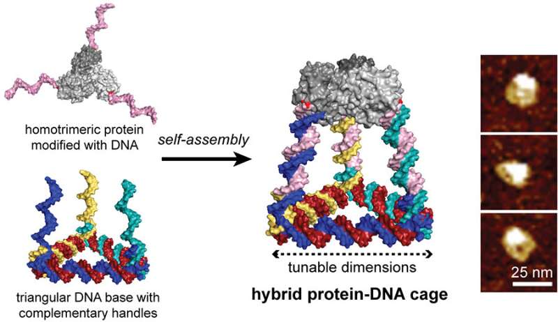 Programmable 'Legos' of DNA and protein building blocks create novel 3D cages