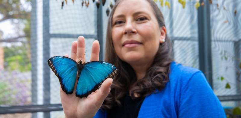 Researcher reveals hidden world through the eyes of butterflies