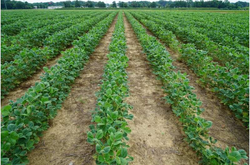 Research suggests glyphosate lowers pH of dicamba spray mixtures below acceptable levels
