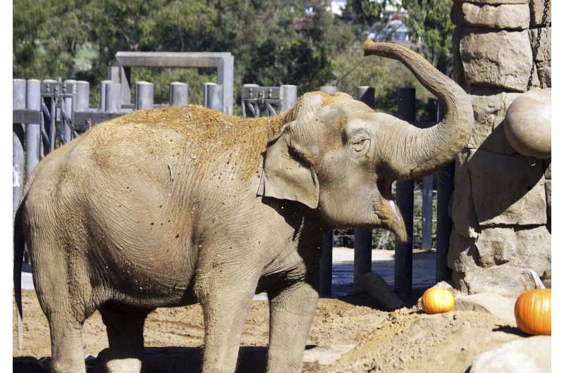 Santa Barbara Zoo's elderly elephant Little Mac euthanized