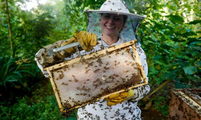 Saving bees, protecting forests and improving livelihoods
