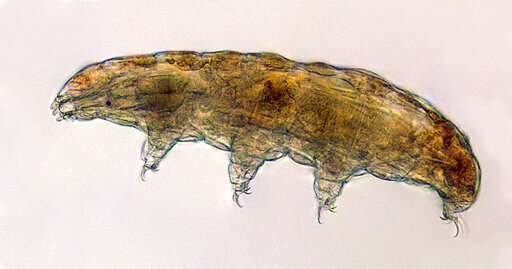 Tiny 'water bears' can teach us about survival
