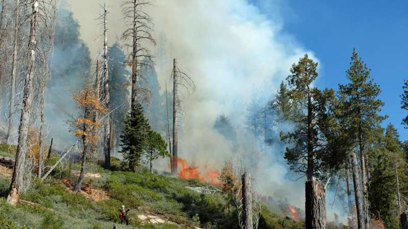 Scientists simulate forest and fire dynamics to understand area burn of future wildfires