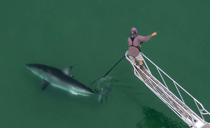 Shark researcher documents surge of great whites off Cape Cod