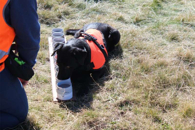 Sit! Seek! Fly! Scientists train dogs to sniff out endangered insects