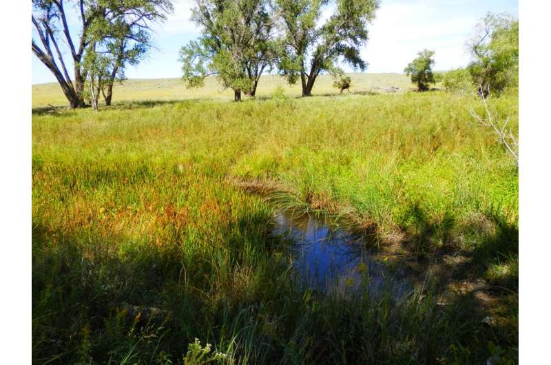 Small streams and wetlands are key parts of river networks – here's why they need protection
