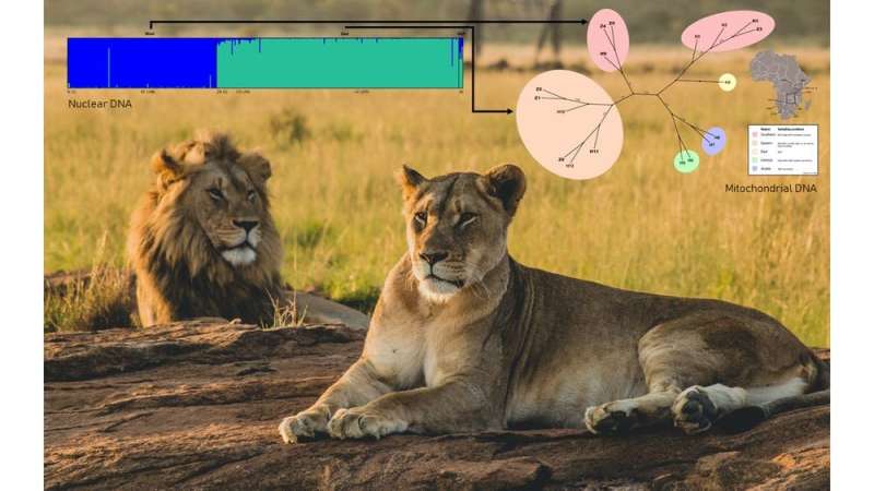Sneaky lions in Zambia are moving across areas thought uninhabitable for them