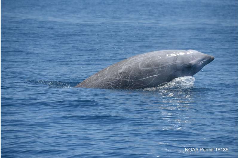 Study confirms beaked whales' incredible diving abilities