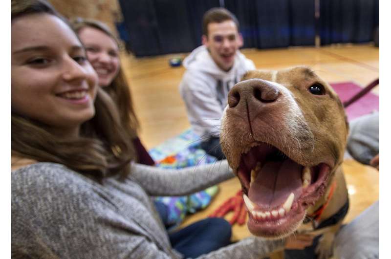 Study demonstrates stress reduction benefits from petting dogs, cats