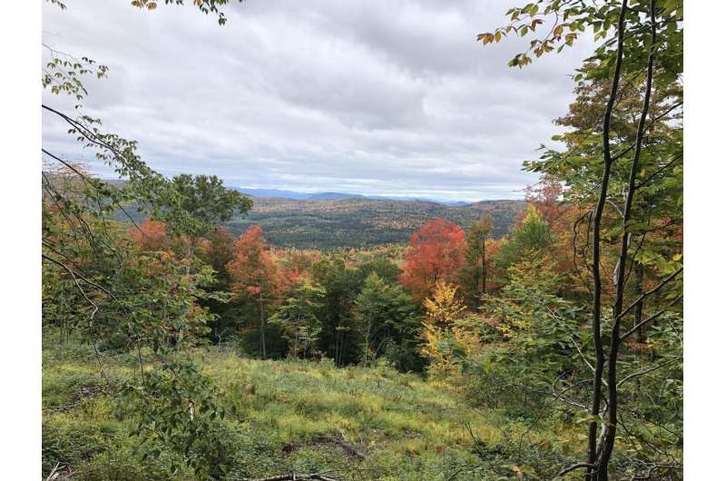 Study finds managed forests in new hampshire rich in carbon