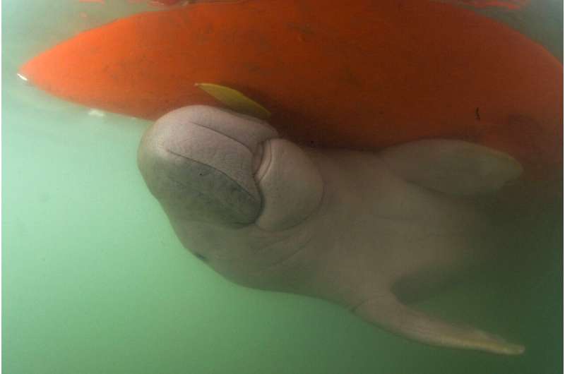 Thai vets nurture lost baby dugong with milk and sea grass