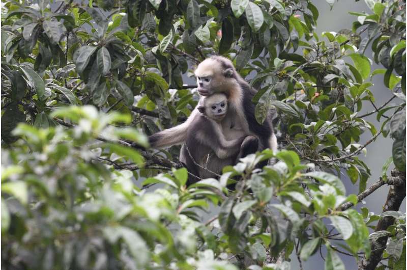 Tonkin snub-nosed monkey resurgence offers renewed hope for rare Vietnamese primate