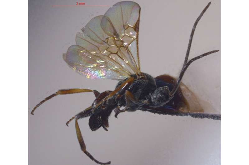 Two new species of parasitic wasps described from an altitude of over 3,400 m in Tibet