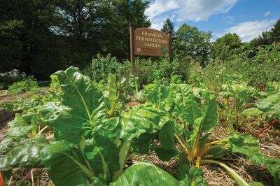 UMass Amherst student-led permaculture gardens serve as model for sustainable agriculture