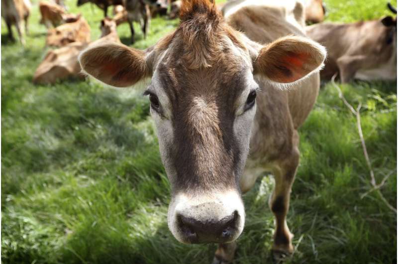 Unraveling the mystery of whether cows fart