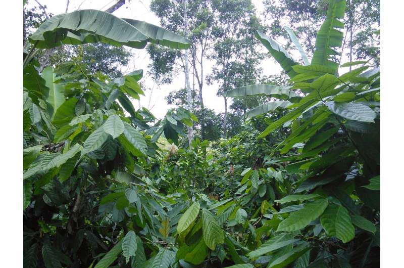 Why climate change means a rethink of coffee and cocoa production systems