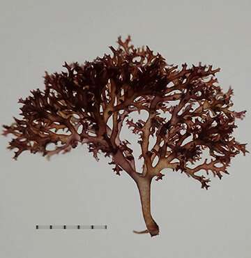 New species of seaweed uncovered by genetic analyses