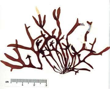 New species of seaweed uncovered by genetic analyses