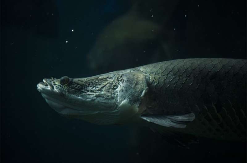 Researchers identify genes linked to sex differentiation in giant Amazon fish