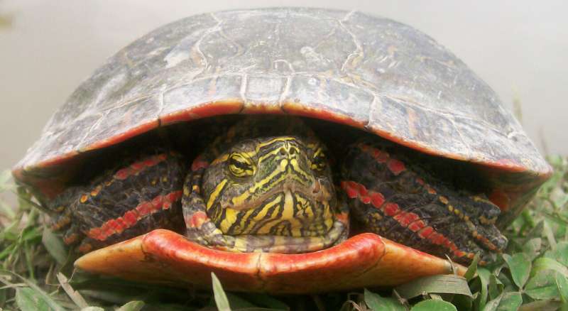 Climate change could devastate painted turtles, according to new study
