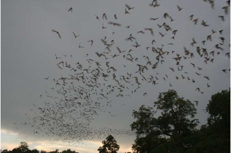 Scientists use night vision to save bats