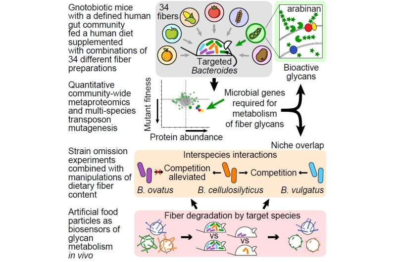 Researchers alter mouse gut microbiomes by feeding good bacteria their preferred fibers