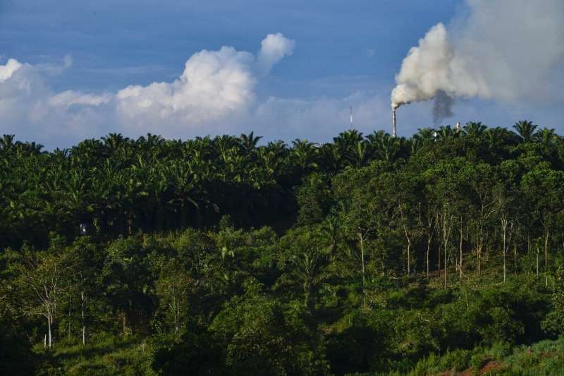 Environmentalists say palm oil drives deforestation, with vast areas of Southeast Asian rainforest logged in recent decades to m