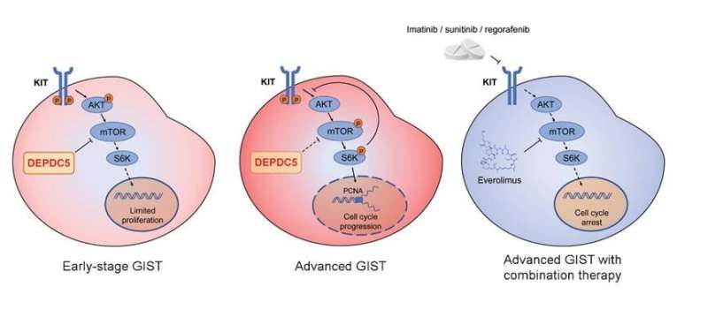 Scientists reveal novel oncogenic driver gene in human gastrointestinal stromal tumors