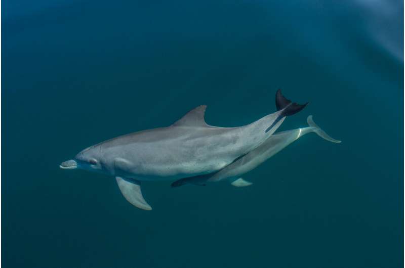 Climate change threat to dolphins' survival