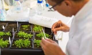 Researchers reveal plant defense toolkit and insights for fighting crop diseases