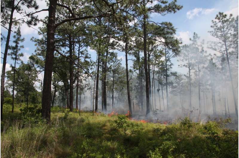 Study reveals unexpected fire role in longleaf pine forests