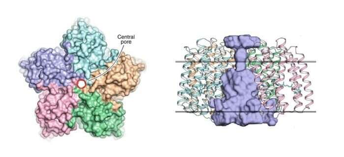 Scientists reveal the structure of viral rhodopsins