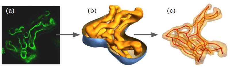 3D modelling identifies nutrient exchange in the human placenta