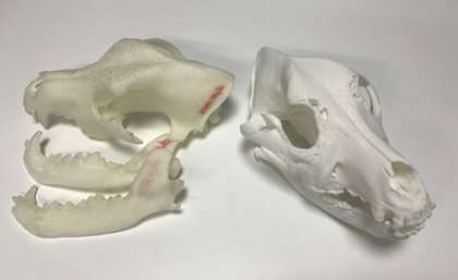 3-D printing to save dogs' day