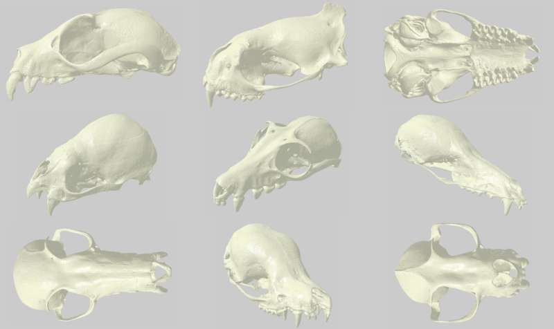 3-D scans of bat skulls help natural history museums open up dark corners of their collections