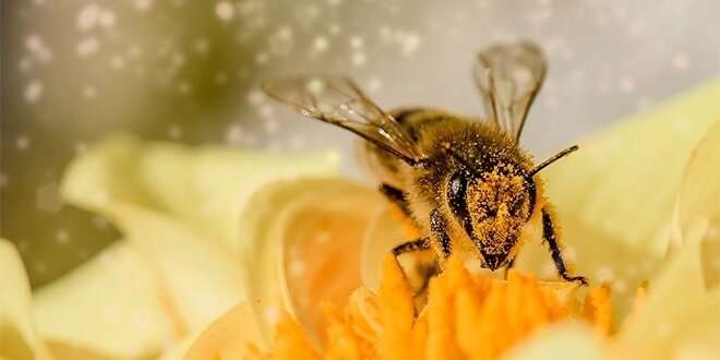 A combination of agrochemicals shortens the life of bees, study shows