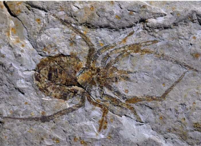 A 'Jackalope' of an ancient spider fossil deemed a hoax, unmasked as a crayfish