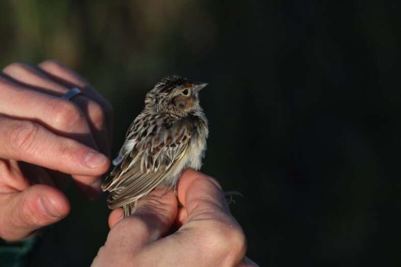 Biologists Discover Migratory Patterns of Two North American Grassland Bird Species