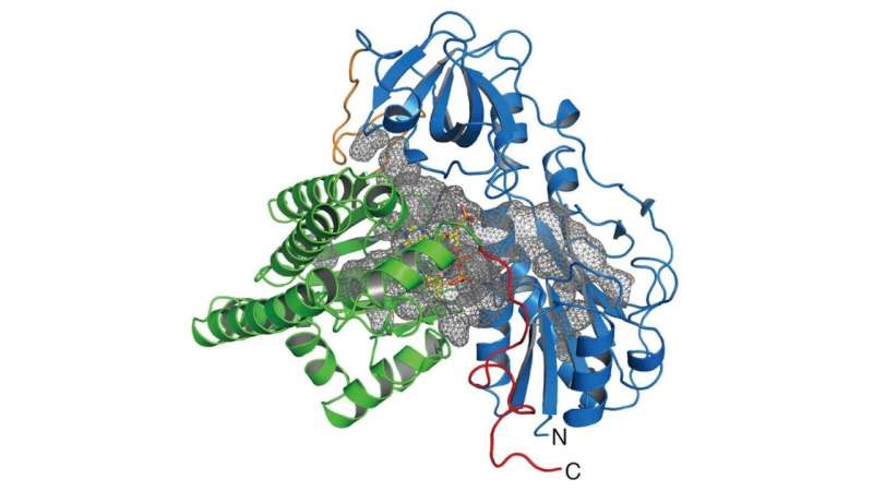CO biosynthesis required for the assembly of the active site in NiFe-hydrogenase
