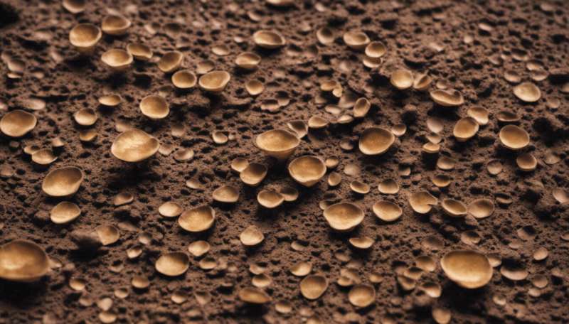 Complex life may only exist because of millions of years of groundwork by ancient fungi