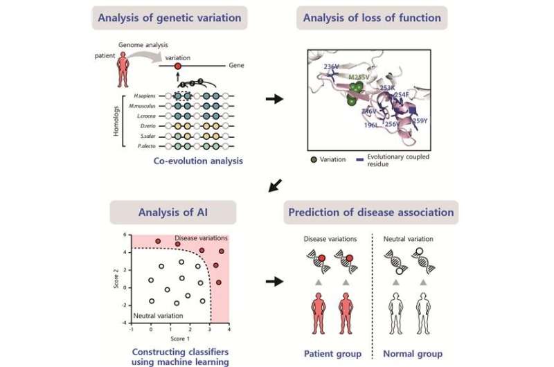 Evolutionary coupling analysis identifies the impact of disease-associated variants