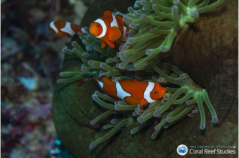 Finding Nemo's family: a good home is more important than good genes