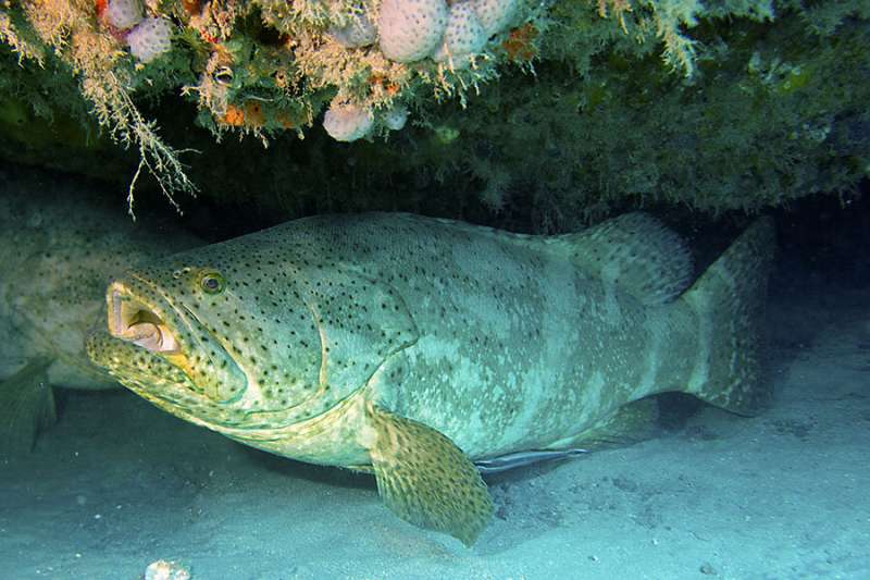 FSU researchers find risk in opening goliath grouper fishery