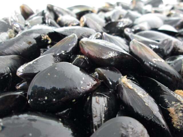 Genetic variation gives mussels a chance to adapt to climate change